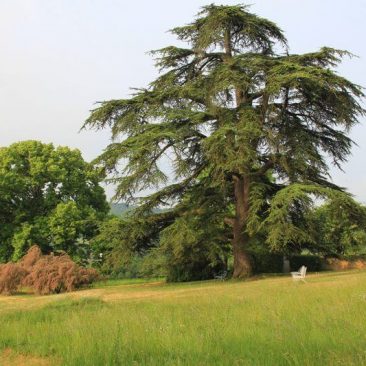 Engelse landschapstuin met ceder, linde en bloeiende tamarisk