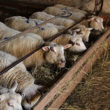 des moutons dans la grange